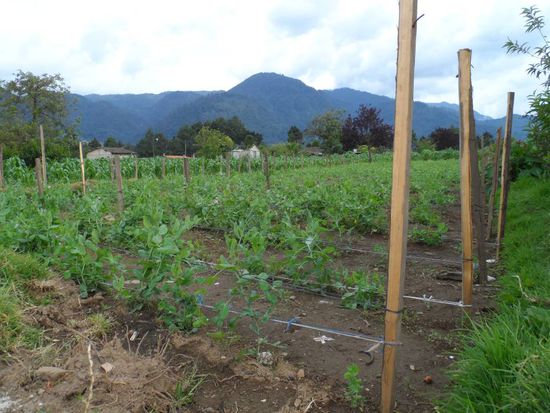 Mein erster Arbeitstag: Arbeit im Gemuesegarten. Pfaehle setzen und Schnuere fuer die Schlingpflanzen spannen.