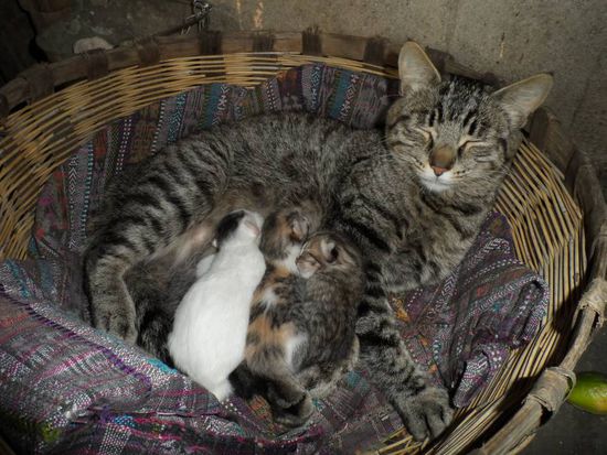 und ist natuerlich auch etwas muede