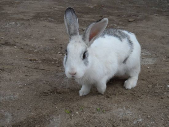 Den netten Kamerad habe ich auf der Strasse getroffen