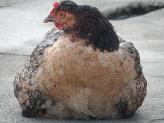 komische Fuesse.......