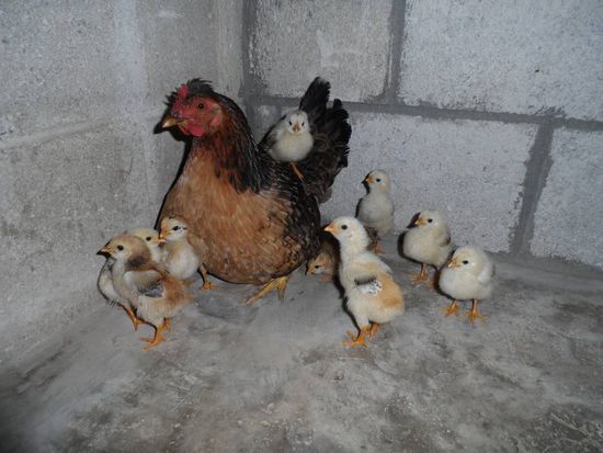 Dafuer kann ich in meinem Zimmer so viel herum kruemmeln wie ich will weil regelmaessig eine Putzkolonne in mein Zimmer kommt