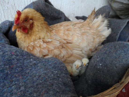 Und 3 Tage spaeter ist der Nachwuchs da 