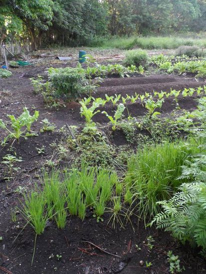 Gemuesegarten der Finca