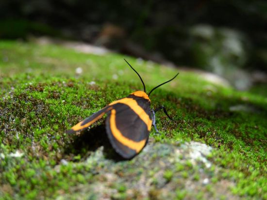 und lustige Tiere gibt es hier auch