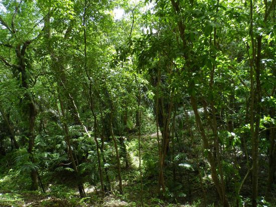 schoen im Dschungel gelegen