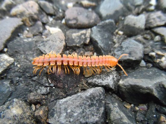 Ein netter kleiner Tausendfuessler auf dem Weg zu den Ruinen