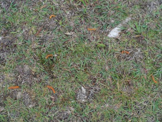 Da musste man echt aufpassen das man nicht auf einen von den Tausendfuesslern tritt