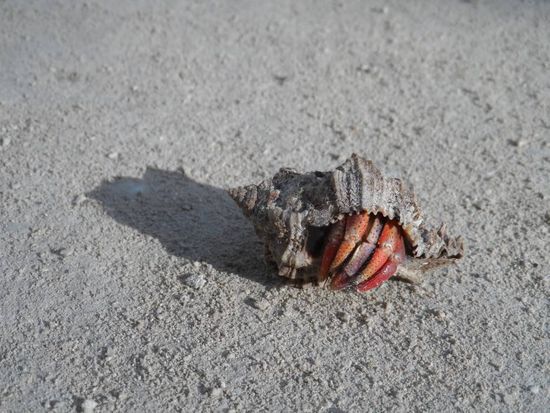 Huch wer wohnt denn hier?