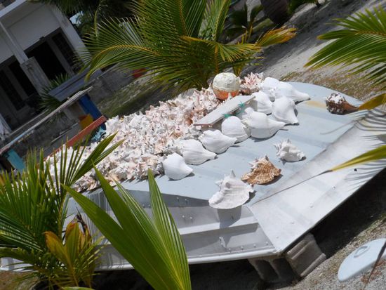 Das ist mal ne Muschelsammlung