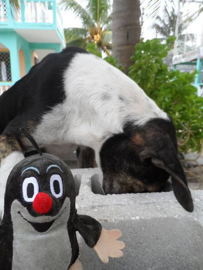 Ob der Hund Klebstoff geschnueffelt hat? Keine Ahnung, der hing auf jeden Fall minutenlang regungslos mit seiner Schnauze in dem Steinblock.