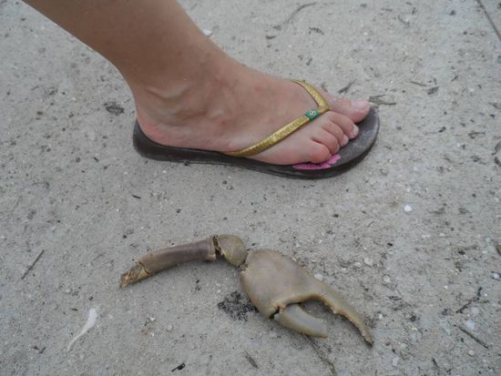 Wie gross wohl der Rest von dem Vieh ist.....