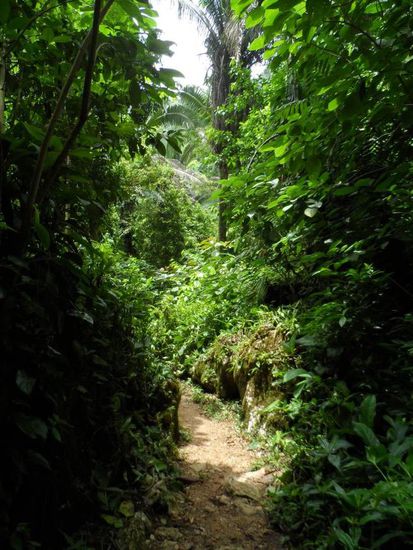 Auf dem Weg zur St Hermans Cave (ca. 10min) - auch hier wieder - bloss nicht stehen bleiben sonst hat man direkt viele "Freunde" (Moskitos)