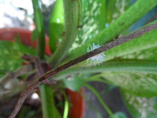 Kleines weisses Tierchen ohne Kopf