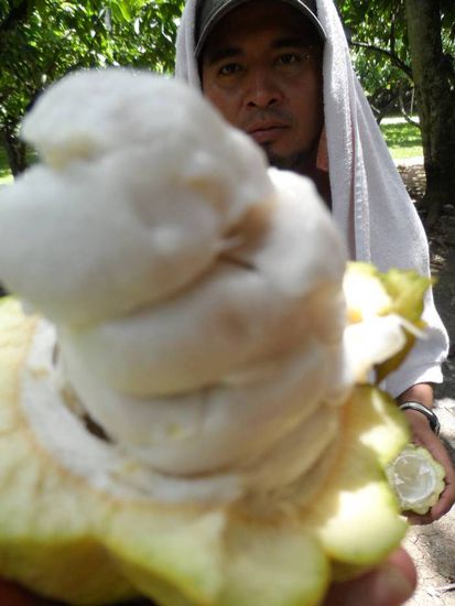 Wolle probieren Kakaobohnen?