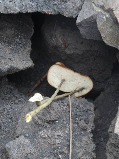 und direkt noch mein Sandwich hinterher