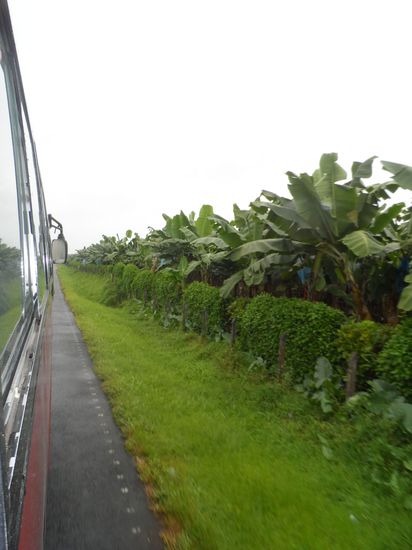 Bananen so weit das Auge blicken kann