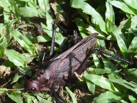 und natuerlich ueberall Ameisen die tote Tiere entsorgen