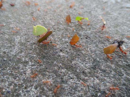 oder halbe Baeume scheibchenweise abtransportieren