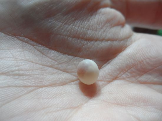 Eins von zahlreichen Geckoeiern das der Handwerker beim reparieren unserer defekten Deckenlampe aus der Lampenfassung gefischt hatte.