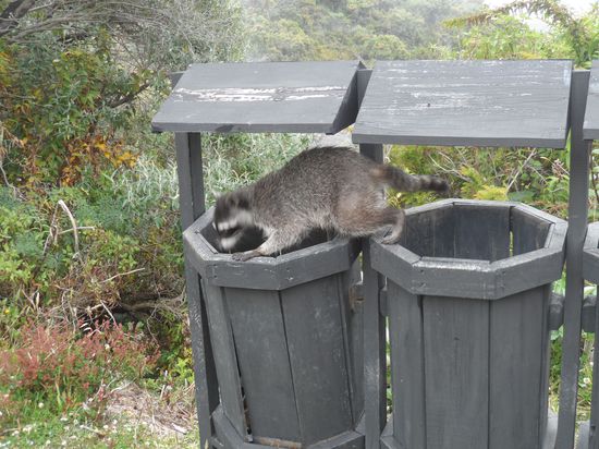 Waschbaer auf Essenssuche