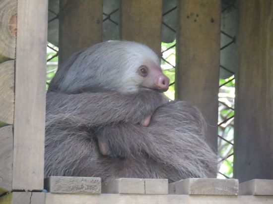 Faultier beim Yoga im Zoo