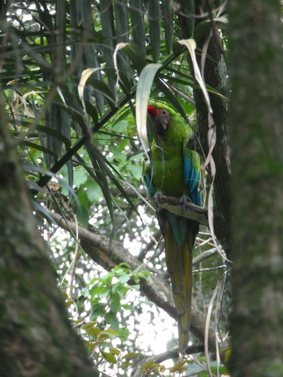 Ob der ausgebuechst ist?