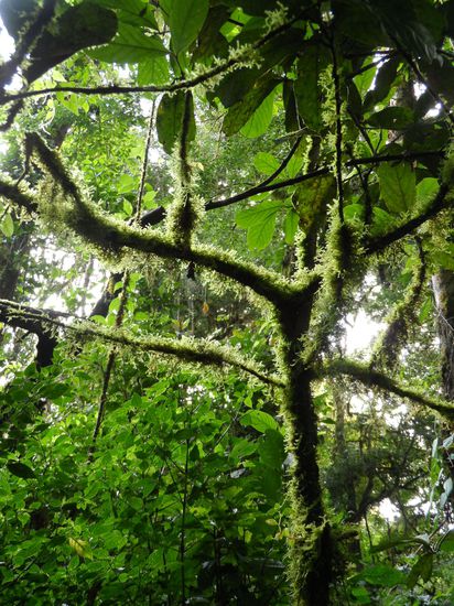 Viele Baeume sind mit Farnen, Moosen, Orchideen etc bewachsen