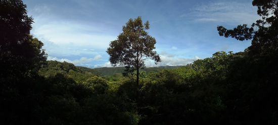 Childrens Eternal Rainforest