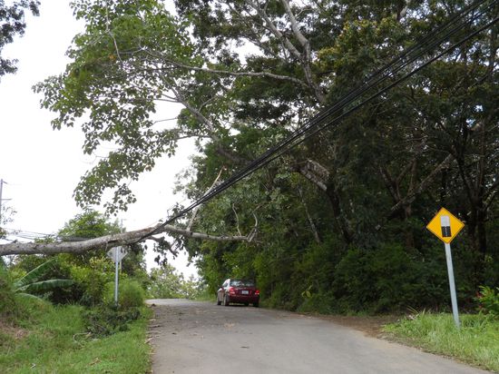 Den ein oder anderen Baum hat es in der Nacht auch erwischt.