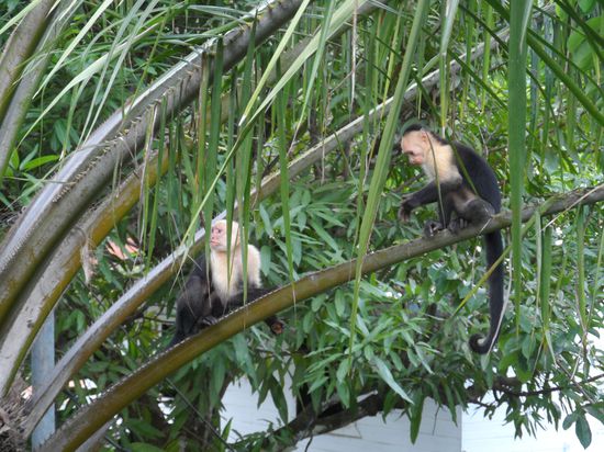Affenfamilie zu Besuch am Hostel