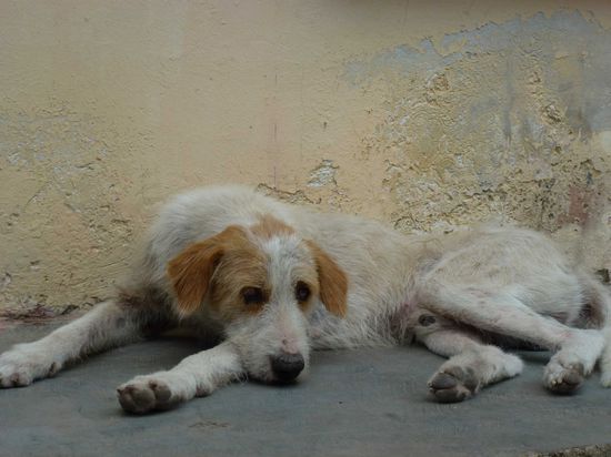 In Coba ist eigentlich der Hund begraben, aber trotzdem gibt es ein paar Kleinigkeiten zu entdecken.
