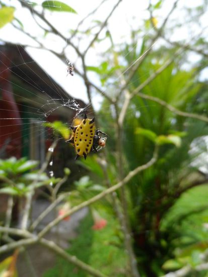 So eine Spinne habe ich noch nie gesehen - lustiger Panzer