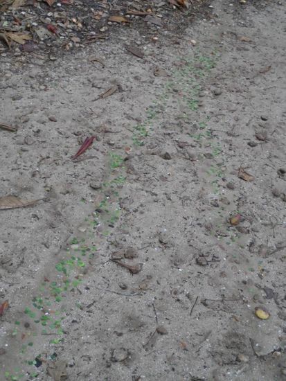 Da haben die Ameisen wohl Feierabend gemacht