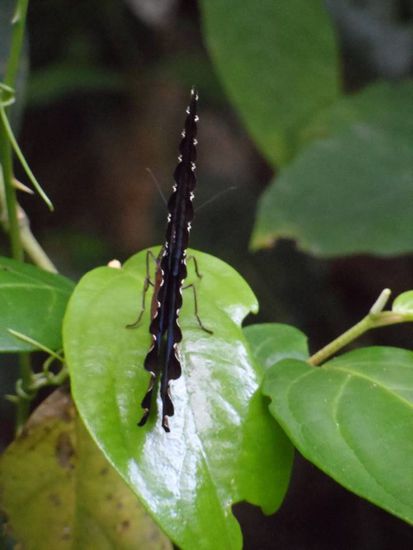 Super schoener metallic blauer Schmetterling - leider sieht man die Farbe meistens nur im Flug und da besteht mit meiner Kamera keine Chance auf ein Foto