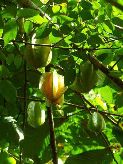Es gab einiges zum probieren u.a. Sternfruechte