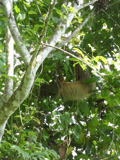 Faultier bei seiner Lieblingsbeschaeftigung