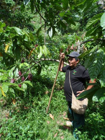 und natuerlich lernt man eingiges ueber den Anbau von Kakao