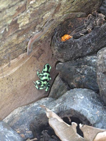 ach ja und ein paar giftige Froesche gab es auch noch