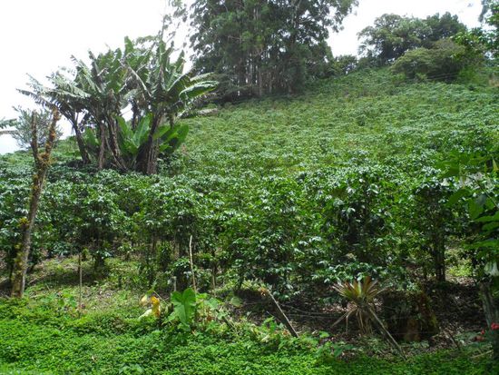 Die Gegend um Boquete ist fuer ihren Kaffeeanbau gekannt