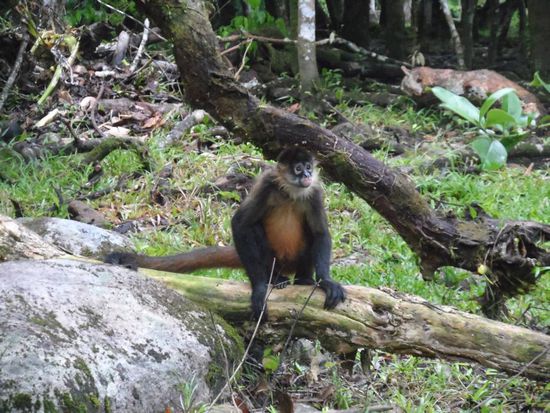 Wenigstens ein Foto vom Affen habe ich dann doch noch bekommen, war ja auch "teuer" genug.