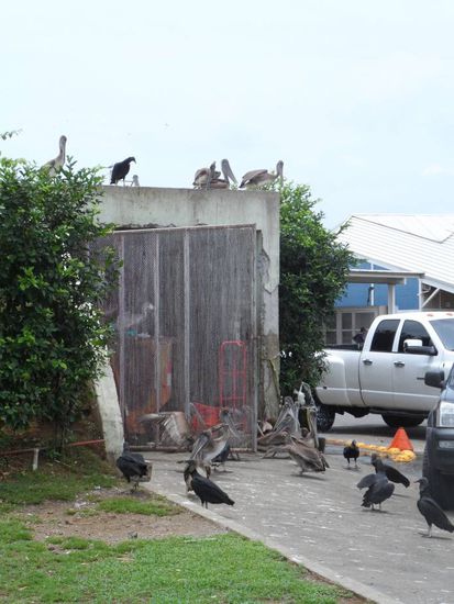 Wenn man den Muellcontainer am Fischhafen nicht abschliesst darf man sich nicht ueber ungebetene Gaeste wundern.