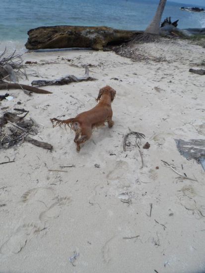 ueberquert diese. Pinkelt kurz, schaut dem Schlauchboot mit seinem Herrchen nach und springt am anderen Ende der Insel wieder ins Wasser und schwimmt Richtung Schlauchboot. Nach einigen Minuten kommt der Besitzer zur Insel gefahren um seinen Hund abzuholen. Wir zeigen ihm wo dieser gerade schwimmt und er macht kehrt um seinen Hund wieder einzusammeln:
