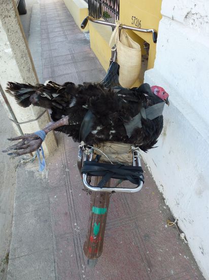 Mexikanischer Viehtransporter I (lebend!)