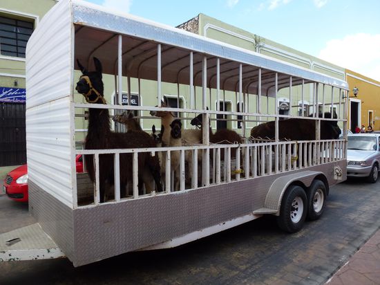 Mexikanischer Viehtransporter II (Zirkus)