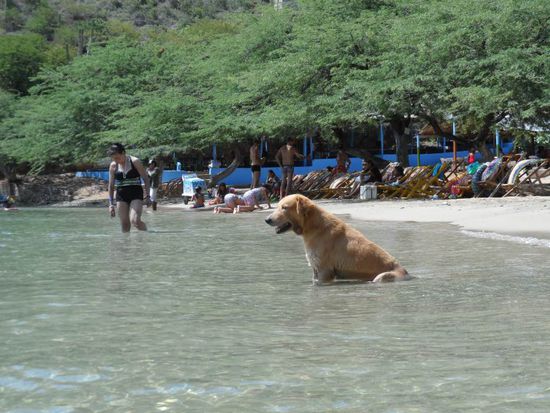 Es war sooooo warm das sogar die Hunde sich nach einer Erfrischung gesehnt haben