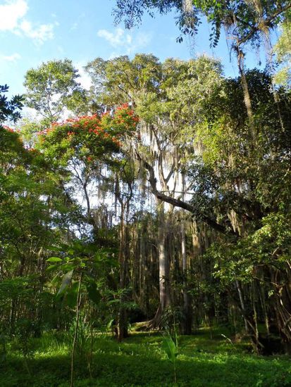 Stadtpark mit tollen Baeumen