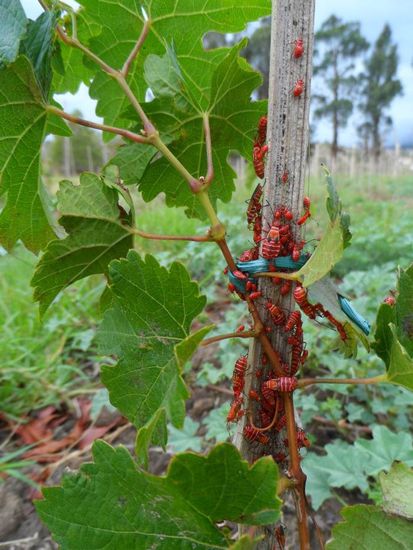 Schaedlinge an den Reben