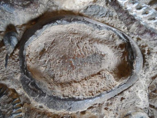 versteinerte Avocado im Fussboden