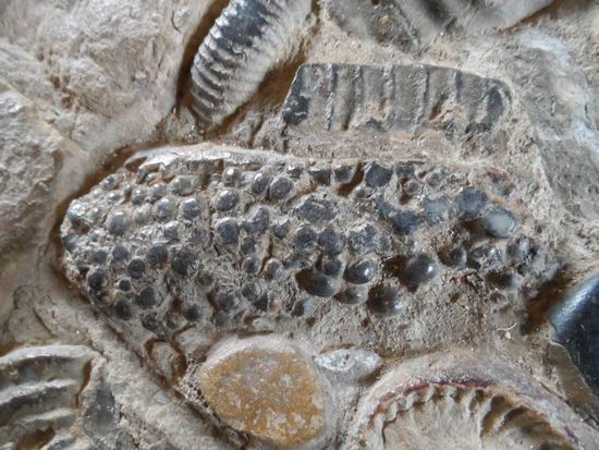 und Mais gibt es auch in Stein