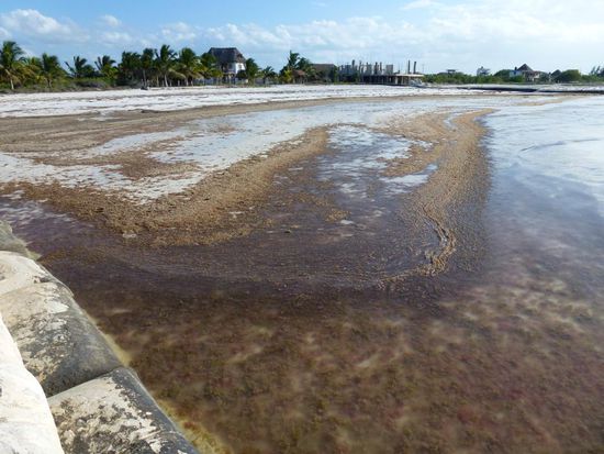 stinkende Algenbruehe am Strand 